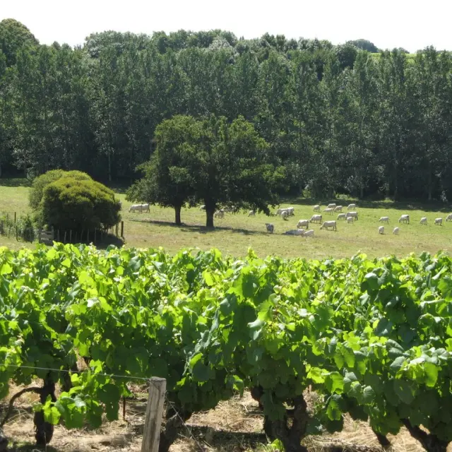Vineyards and Meadows