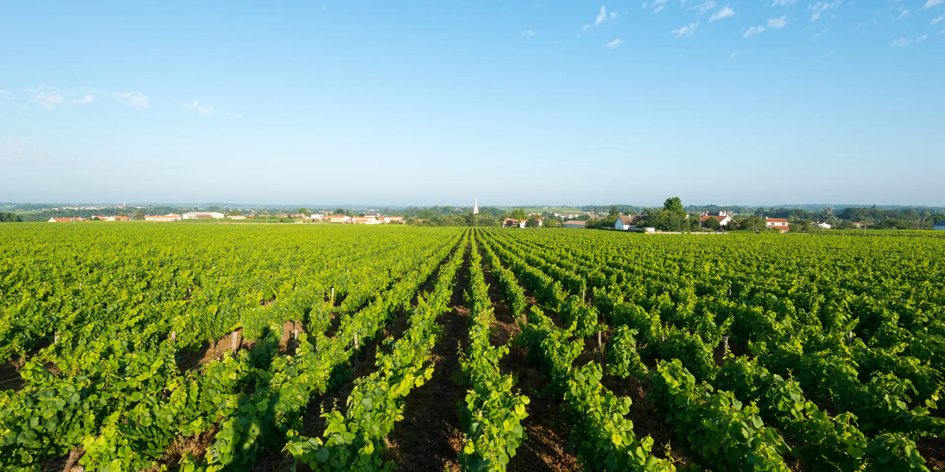 Points de vue inoubliables du Vignoble Nantais vue du belvedere a la Haie Fouassiere
