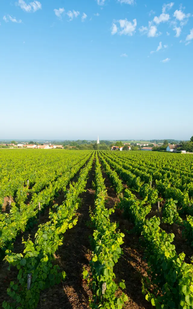 photo of the Nantes vineyards seen from the belvedere at la Haie Fouassiere. Muscadet vines in the Nantes vineyards.