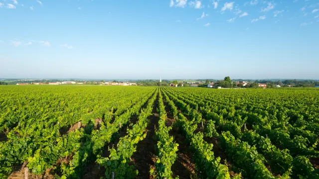 Points de vue inoubliables du Vignoble Nantais vue du belvedere a la Haie Fouassiere