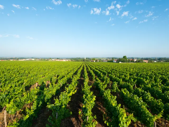 Points de vue inoubliables du Vignoble Nantais vue du belvedere a la Haie Fouassiere