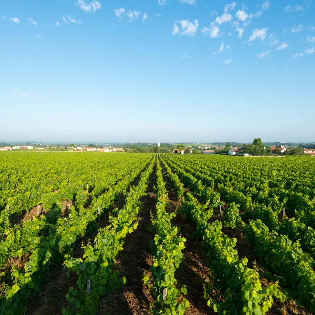 photo of the Nantes vineyards seen from the belvedere at la Haie Fouassiere. Muscadet vines in the Nantes vineyards.