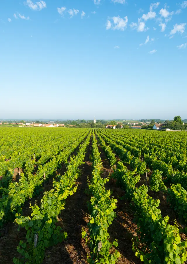 Points de vue inoubliables du Vignoble Nantais vue du belvedere a la Haie Fouassiere