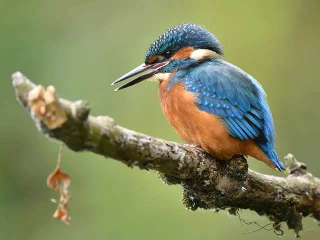 Observation d'oiseaux dans le marais de Goulaine : Martin pêcheur