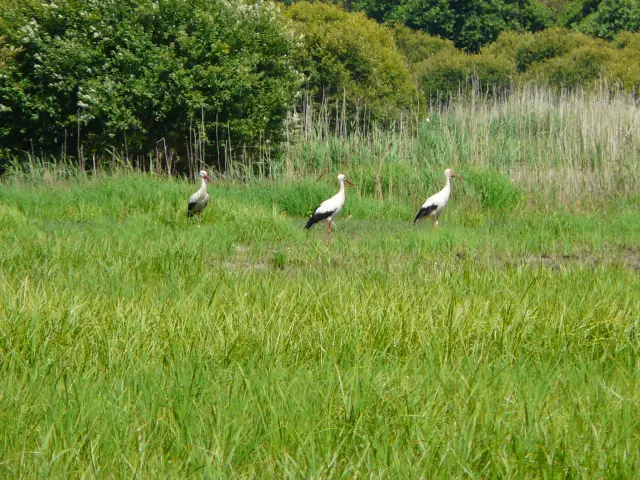 Observation d'oiseaux dans le marais de Goulaine : Cigognes Credits Benoit Tillet La Maison Bleue Autorisation Seulement Site Et Rs Avec Credits