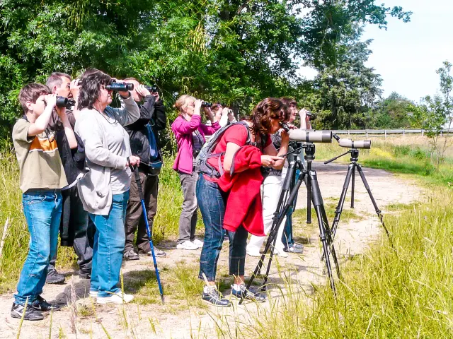 Observation d'oiseaux dans le marais de Goulaine : visite nature avec Benoit Tillet à La Maison Bleue