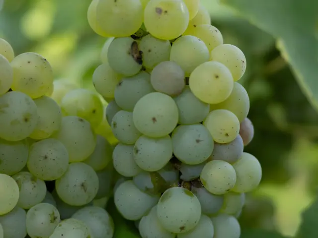 Quizz : Quel cépage du Vignoble Nantais êtes-vous ? Portraits des cépages du Vignoble Nantais : La Folle Blanche