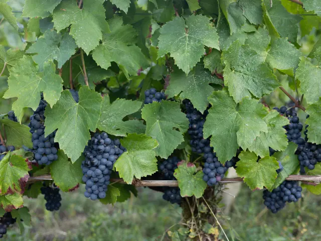 Quizz : Quel cépage du Vignoble Nantais êtes-vous ? Portraits des cépages du Vignoble Nantais : Le Gamay