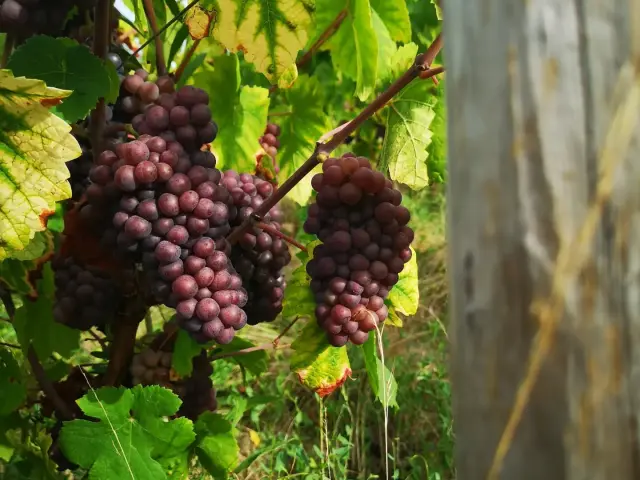 Quizz : Quel cépage du Vignoble Nantais êtes-vous ? Portraits des cépages du Vignoble Nantais : Le Malvoisie