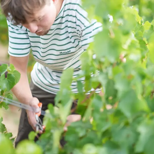 Fin de semana de vendimia participativa en el Vignoble Nantais, en Domaine Ménard-Gaborit
