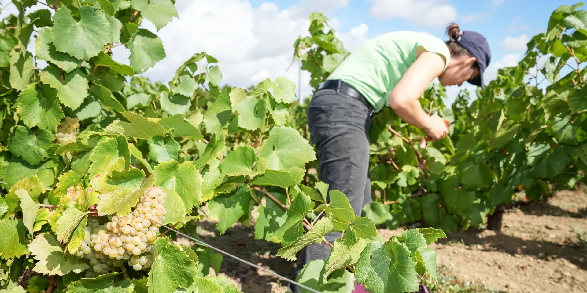 Week-end Vendanges participatives dans le Vignoble Nantais, au Domaine Famille Lieubeau