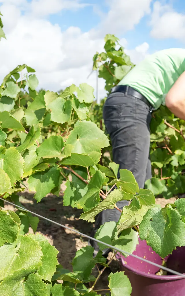 Week-end Vendanges participatives dans le Vignoble Nantais, au Domaine Famille Lieubeau