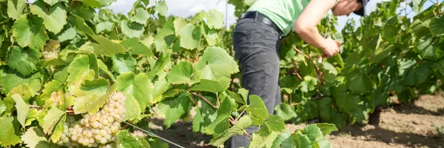 Week-end Vendanges participatives dans le Vignoble Nantais, au Domaine Famille Lieubeau