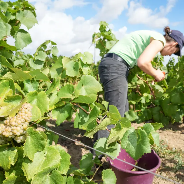 Week-end Vendanges participatives dans le Vignoble Nantais, au Domaine Famille Lieubeau