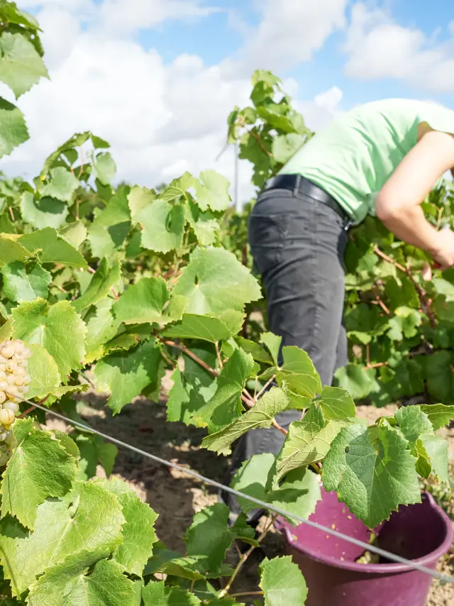 Week-end Vendanges participatives dans le Vignoble Nantais, au Domaine Famille Lieubeau