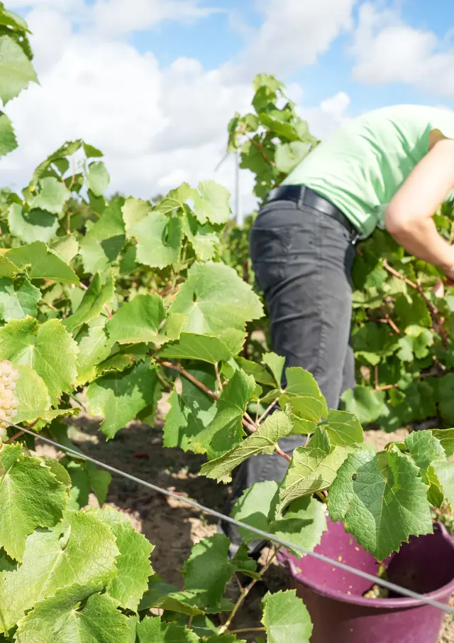 Week-end Vendanges participatives dans le Vignoble Nantais, au Domaine Famille Lieubeau