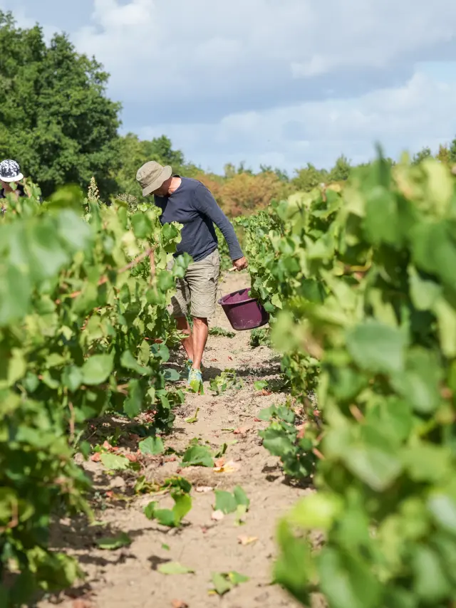 Fin de semana de vendimia participativa en el Vignoble Nantais, en el Domaine Famille Lieubeau