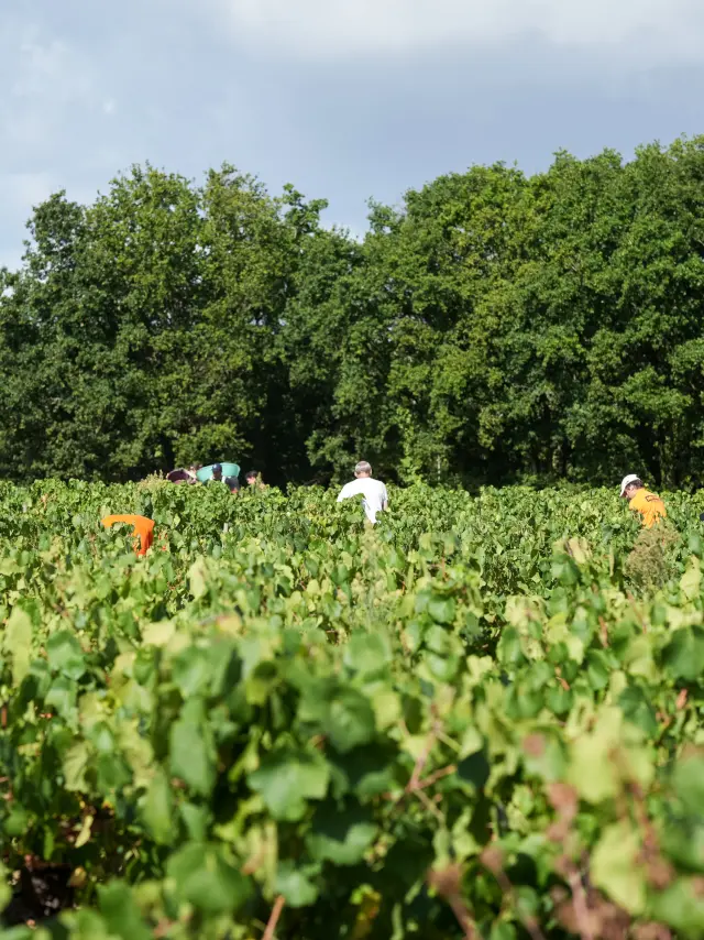 Fin de semana de vendimia participativa en el Vignoble Nantais, en el Domaine Famille Lieubeau