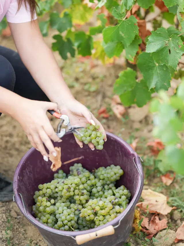 Fin de semana de vendimia participativa en el Vignoble Nantais, en Domaine Ménard-Gaborit