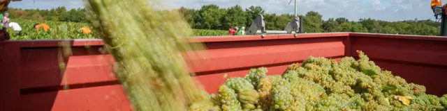 Week-end Vendanges participatives dans le Vignoble Nantais, au Domaine Famille Lieubeau