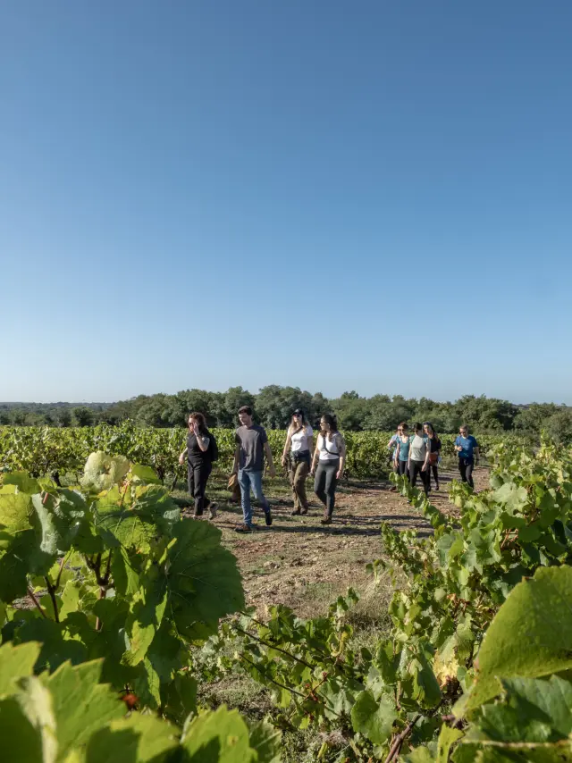 Toutes les randonnées pédèstres du Vignoble Nantais