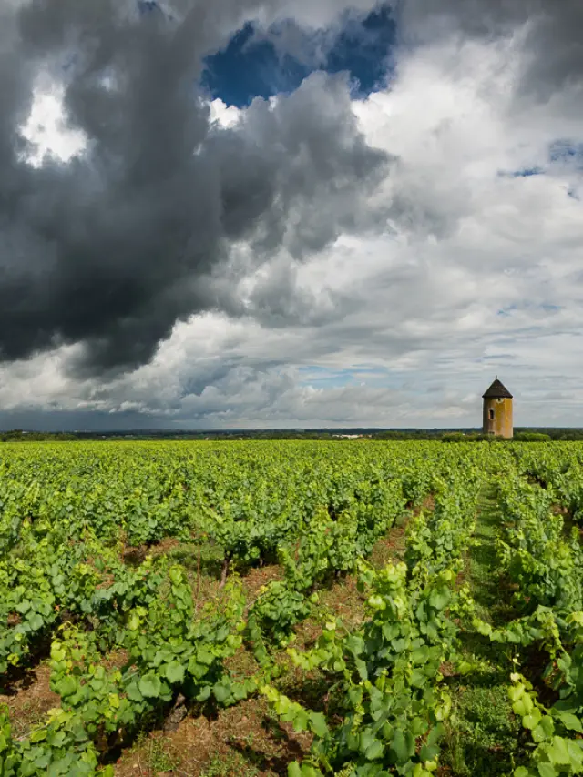 photo de ciel nuageux sur le moulin de la miniere, pays du vignoble nantais. risque de grele, vignes vertes. paysage du vignoble nantais.