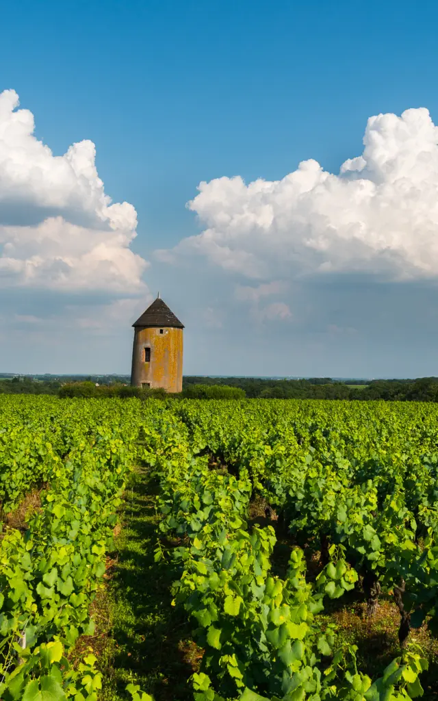 Circuit découverte du vignoble en voyage en groupe dans le Vignoble Nantais