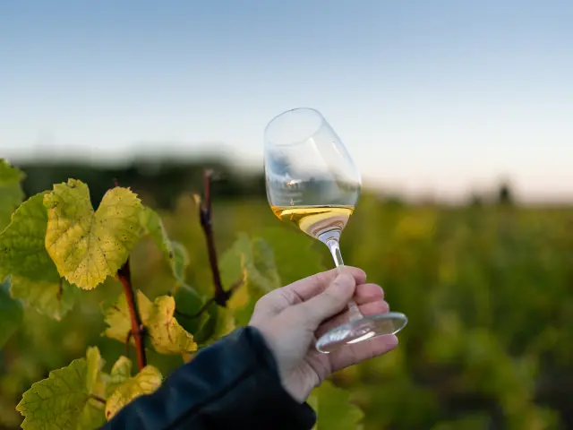 Découverte et dégustation de vin de magnolia lors d’un voyage en groupe dans le Vignoble Nantais