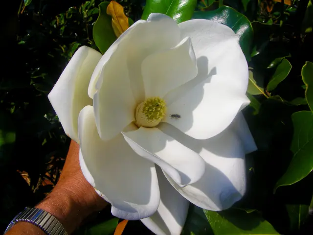 Visite botanique en voyage en groupe chez un pépiniériste du Vignoble Nantais autour des magnolias et plantes d’Amérique : Pépinières Ripoche à Divatte-sur-Loire