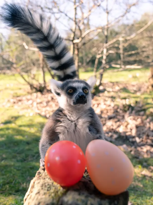 Pâques au Zoo de la Boissière du Doré