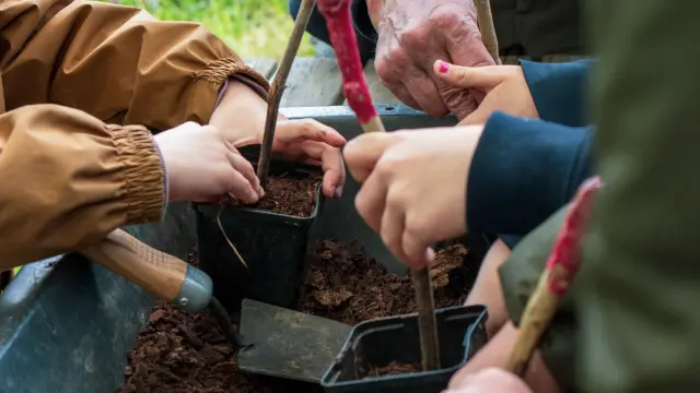 Plantation de pied de vigne au Musée du Vignoble Nantais