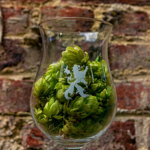 Houblon et Bière
