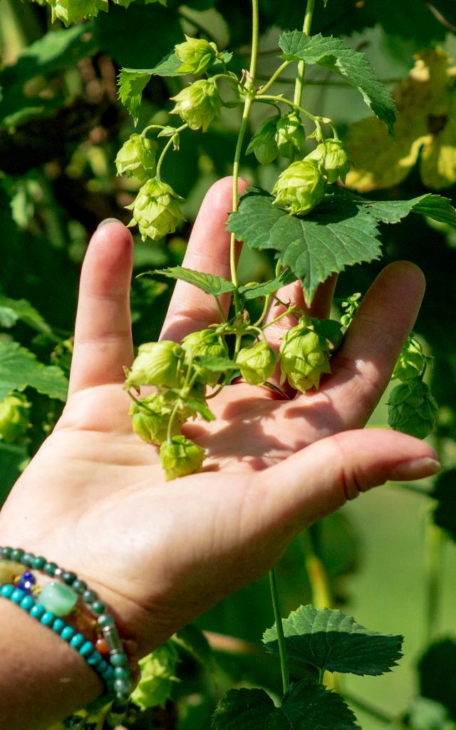 Recolte Houblon