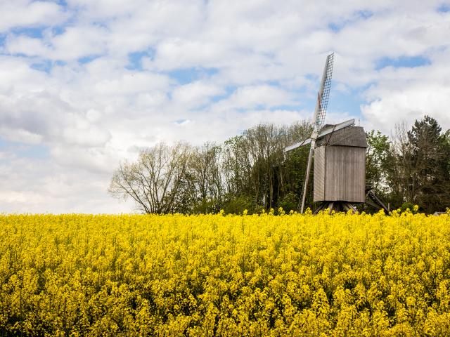 Terdeghem Moulin de la Roome