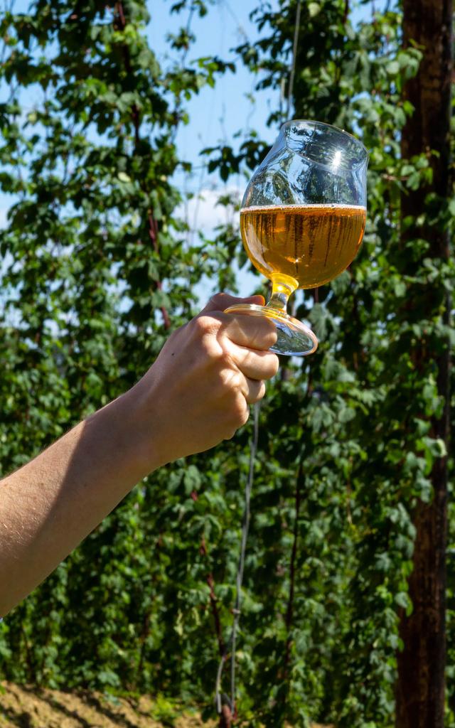 Bière et houblon en Flandre
