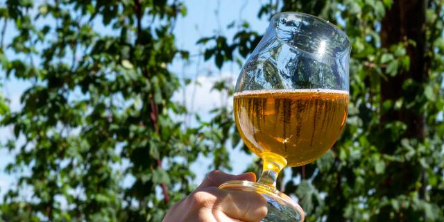 Bière et houblon en Flandre
