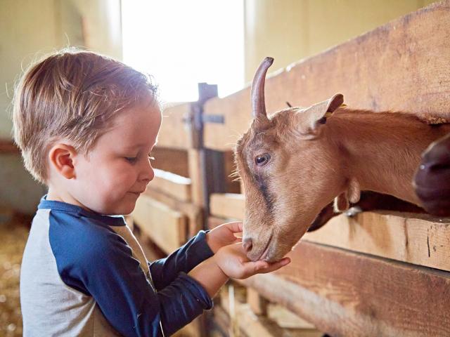 enfant ferme flandre