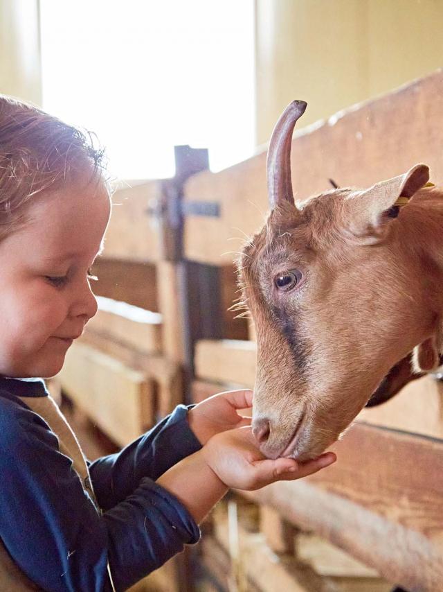 enfant ferme flandre