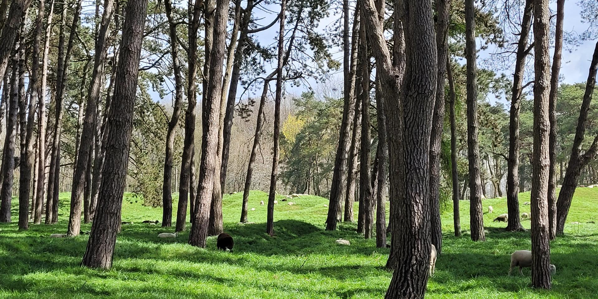 Panorama of Vimy Ridge battlefield with grazing sheep