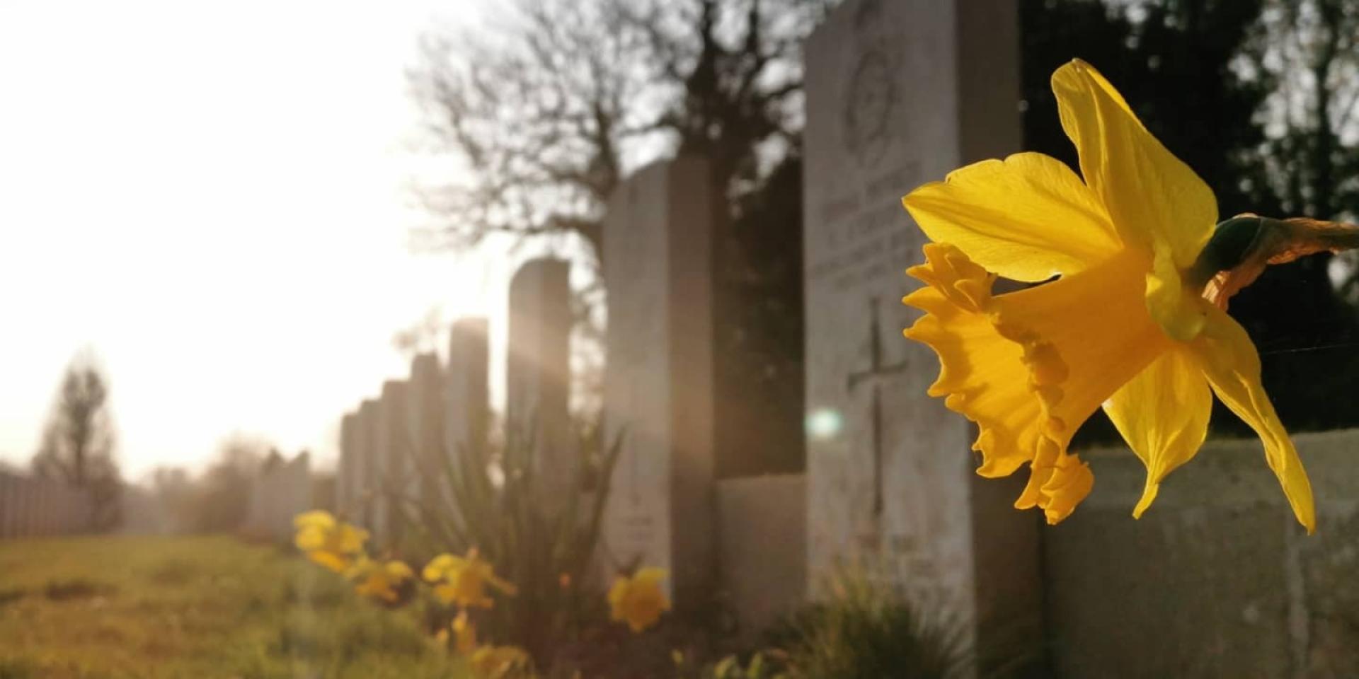 Jonquilles et pierres tombales au coucher du soleil