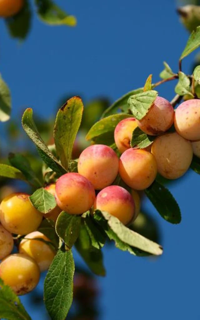 La Mirabelle Fruit Typique Du Terroir Lorrain