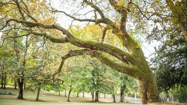 Arbre en automne dans le parc thermal de Contrexéville