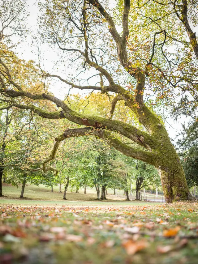 Arbre en automne dans le parc thermal de Contrexéville