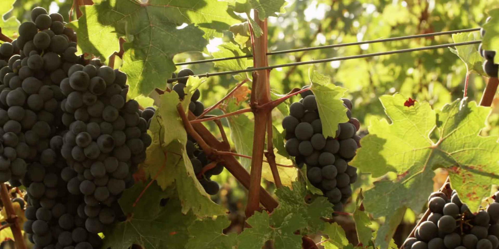 Cover Devenir Vigneron St Jeannet Vin 1920x1080 1