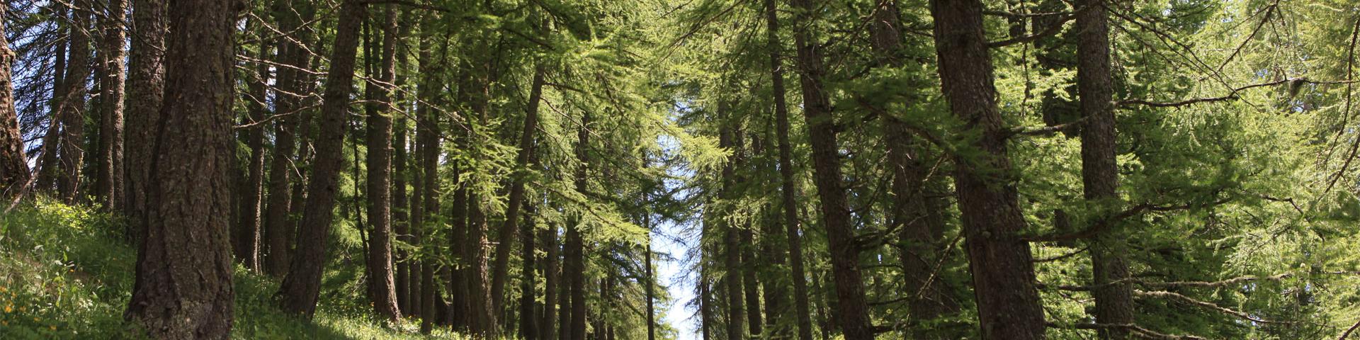 Sentier