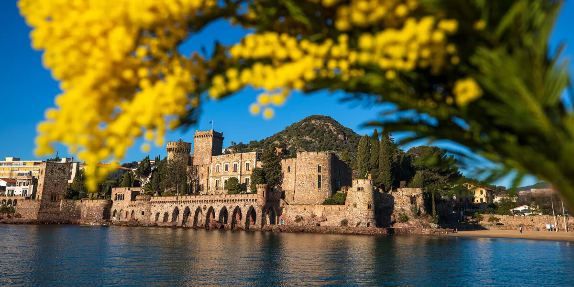 Francia, Alpi Marittime (06), Mandelieu La Napoule, castello di La Napoule (XII-XIX secolo), mazzo di mimose
