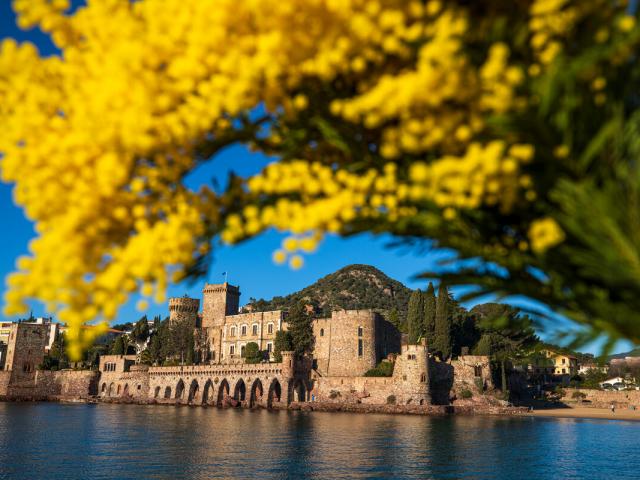 France, Alpes Maritimes (06), Mandelieu La Napoule, chateau de La Napoule (XII-XIXe siecle), bouquet de mimosas