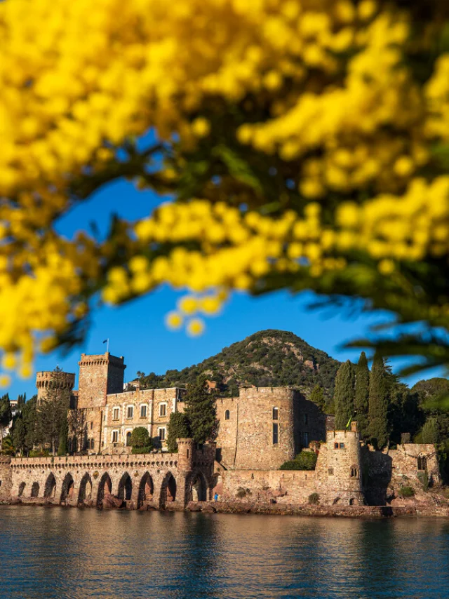 Frankreich, Alpes Maritimes (06), Mandelieu La Napoule, chateau de La Napoule (XII-XIXe siecle), bouquet de mimosas