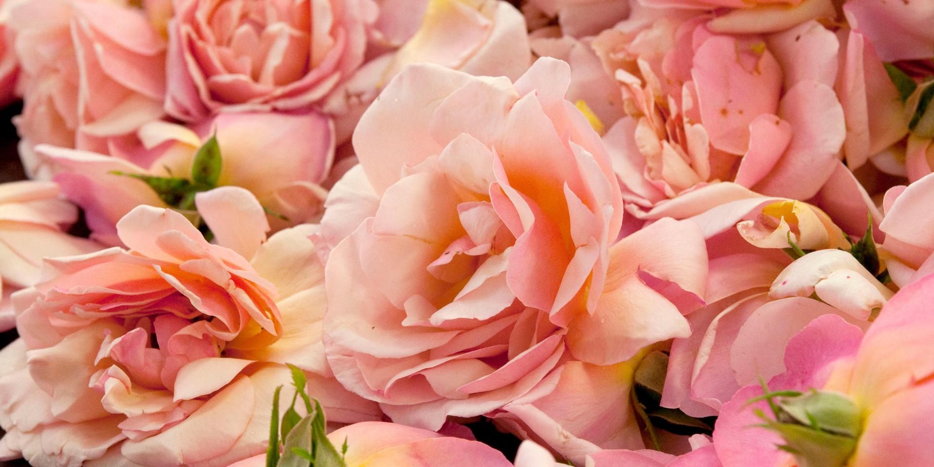 Roses
