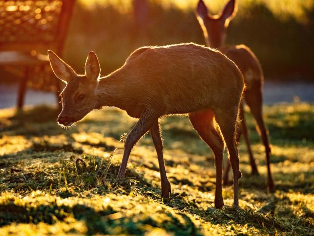 Reservat Des Monts d'Azur